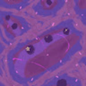 Meet your Posher, Jing